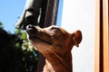 Young specimen puppy dog Ã¢â¬â¹Ã¢â¬â¹breed. pet in the terrace of the house where he lives proud. female zwerg pinscher red or brown Royalty Free Stock Photo